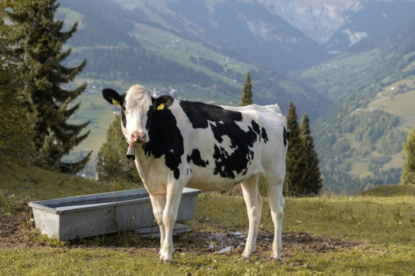 a black and white cow standing on top of a grass covered field _e