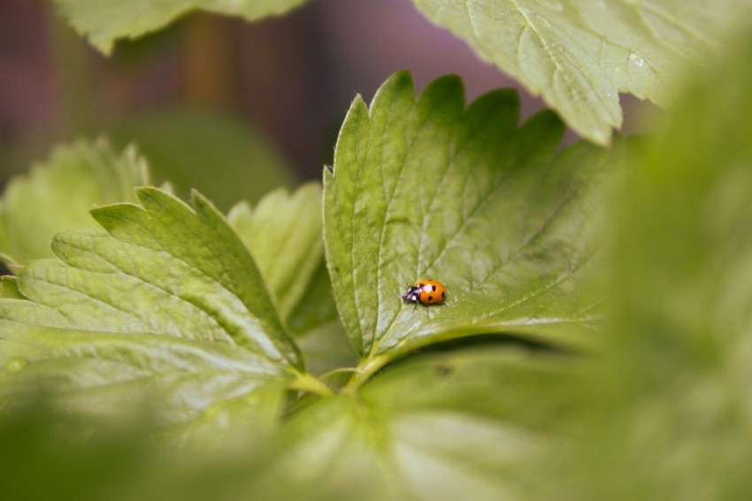 a lady bug sitting on top of a green leaf