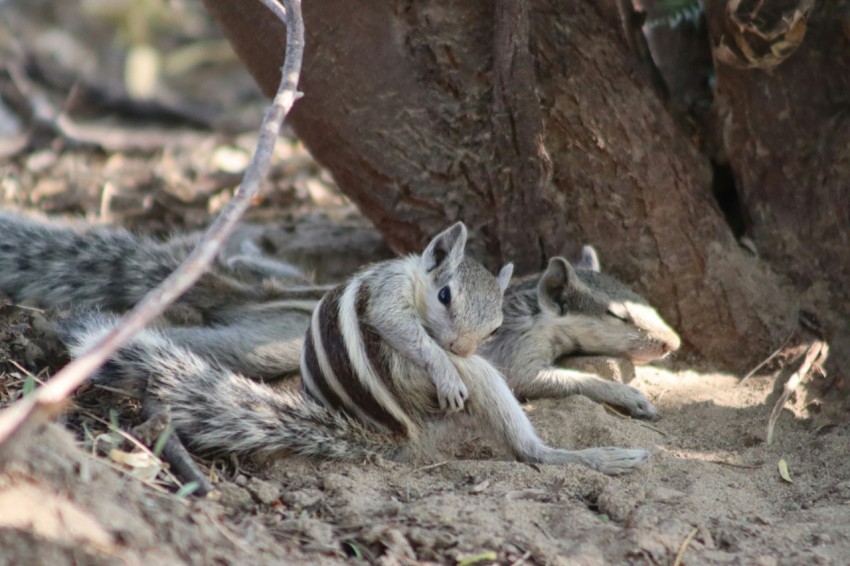 a couple of animals that are laying down in the dirt