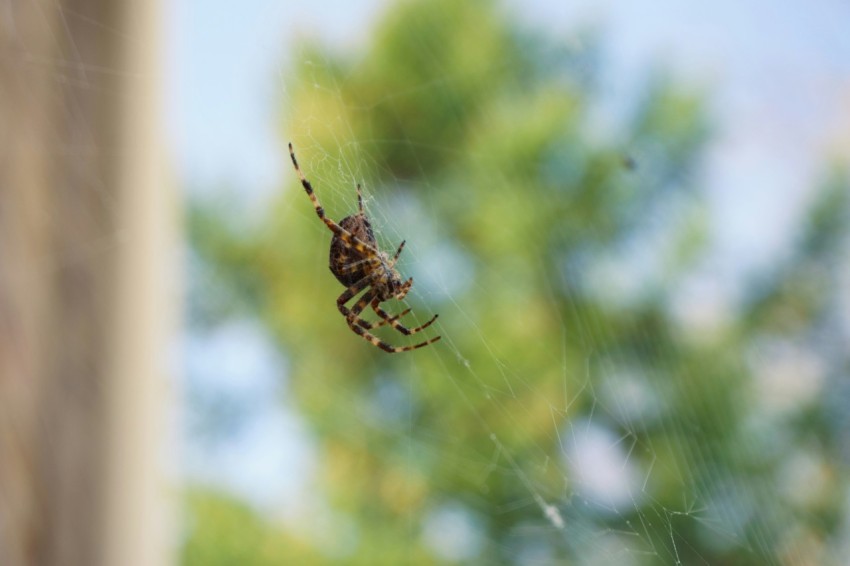 a spider sitting on a web in front of a window