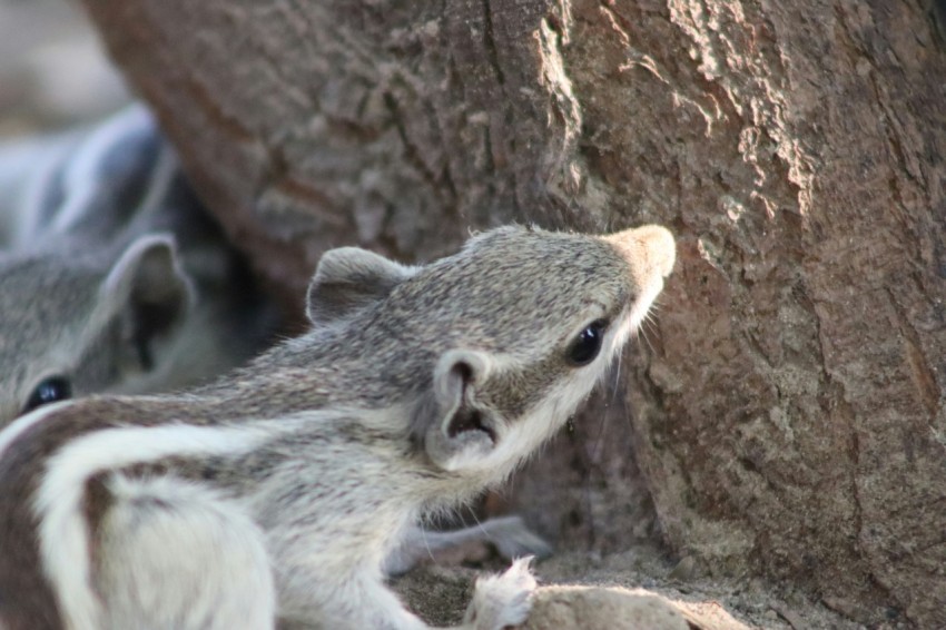 a couple of small animals standing next to a tree