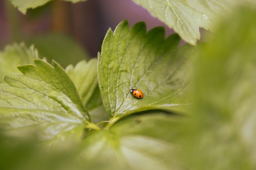 a lady bug sitting on a green leaf