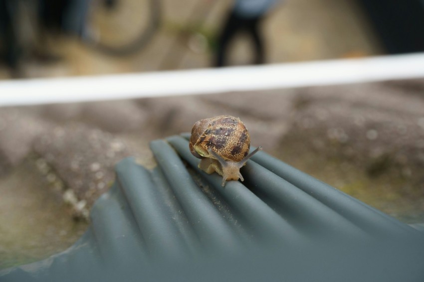 a snail sitting on top of a metal rail