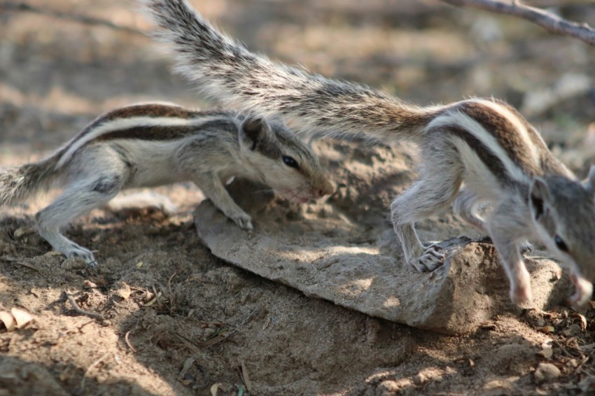 a small animal that is laying down in the dirt