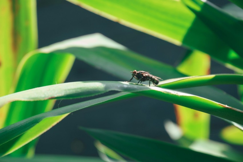 a fly sitting on top of a green leafy plant