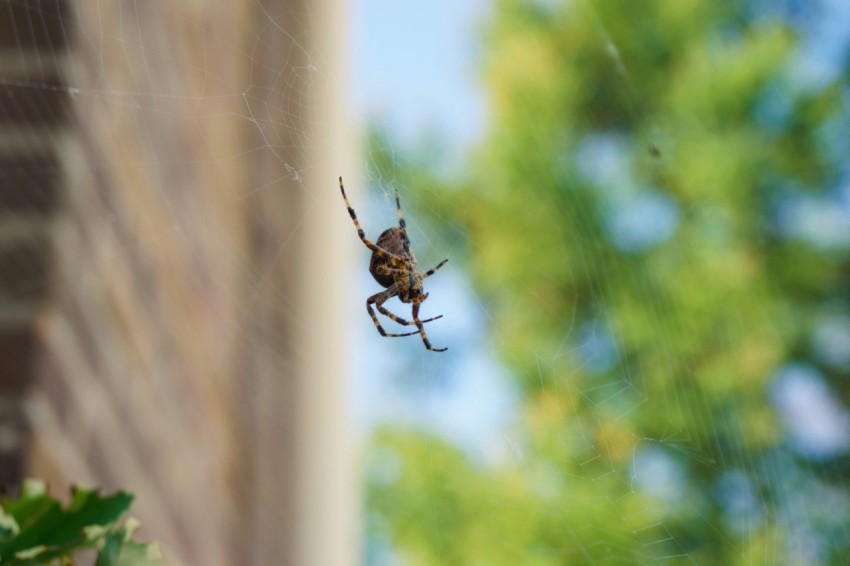 a spider sitting on its web in a window