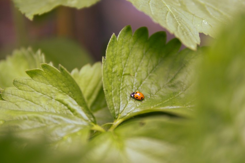 a lady bug sitting on top of a green leaf