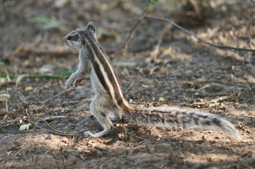 a small animal standing on its hind legs HZ_MX8g7