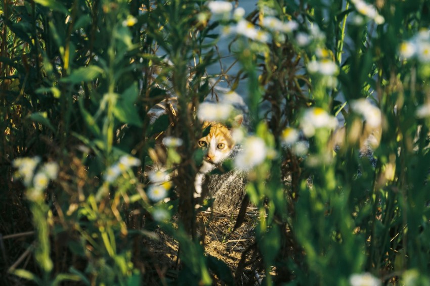 a cat sitting in the middle of a field of flowers