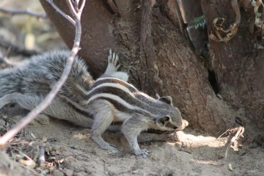 a small animal standing next to a tree