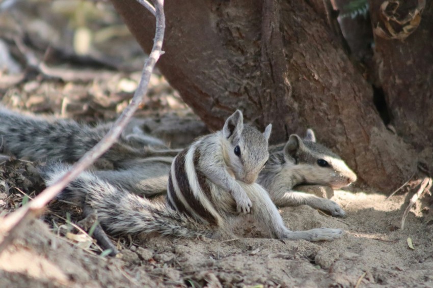 a couple of animals that are laying on the ground