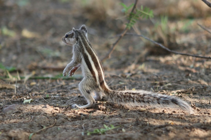 a small animal standing on its hind legs ayZufa7