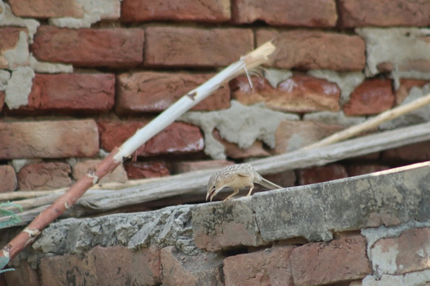 a bird perched on top of a brick wall