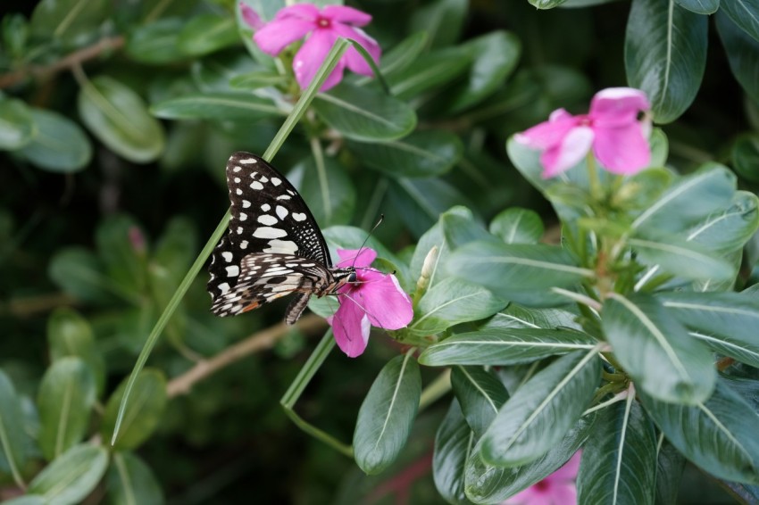 a black and white butterfly sitting on a pink flower