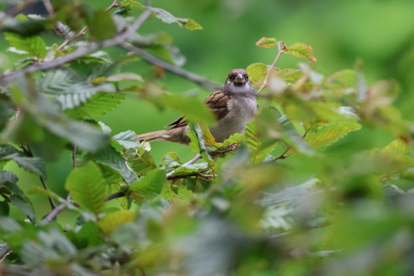 a small bird sitting on top of a tree branch