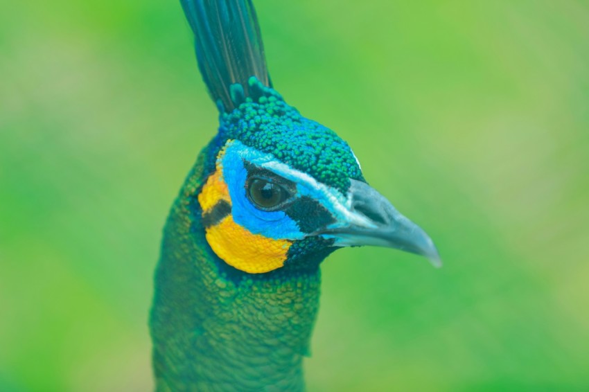 a blue and yellow bird with a green background 3aro87I