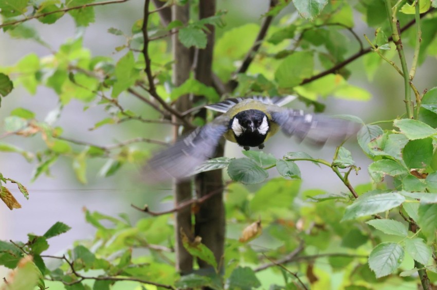 a black and white bird sitting on top of a tree branch