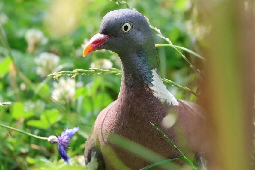 a close up of a bird in a field of grass