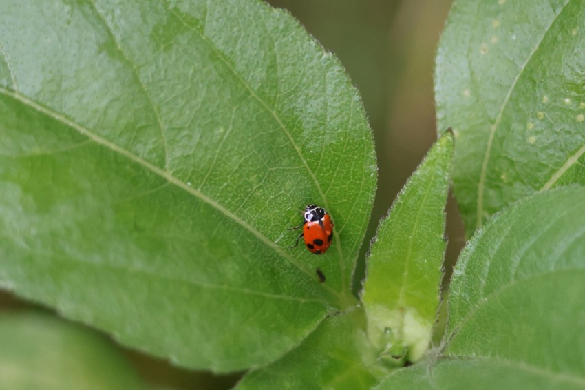 a lady bug sitting on a green leaf