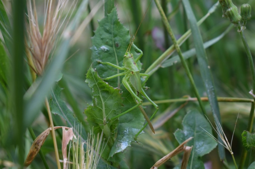 a close up of a grasshopper in a field