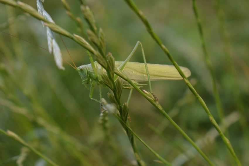 a close up of a grasshopper on a plant