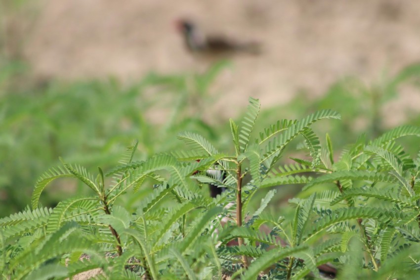 a close up of a plant with a bird in the background