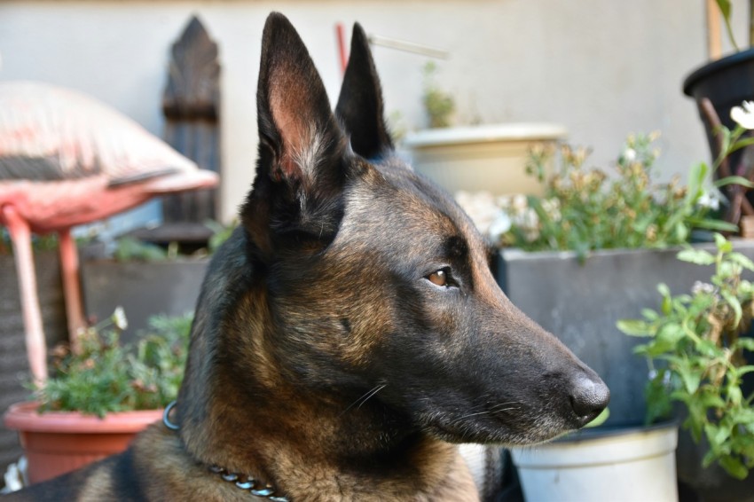 a german shepherd sitting in front of some potted plants XdLeeRIfo