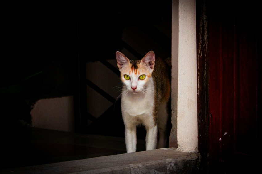 a white and orange cat standing in a doorway