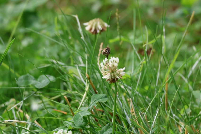 a bunch of flowers that are in the grass p9BuO5