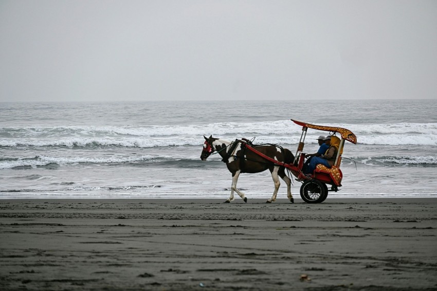 a horse drawn carriage on a beach next to the ocean lPYo0lZA