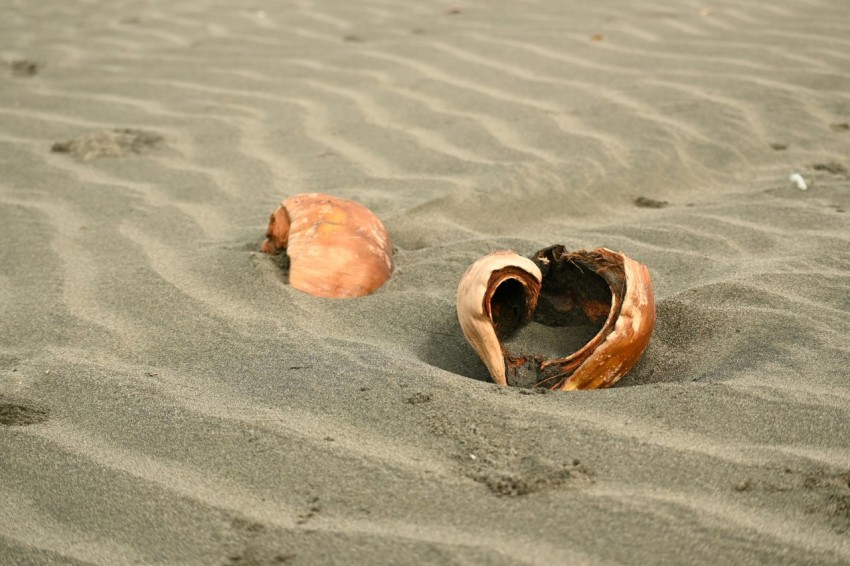 two seashells in the sand on a beach