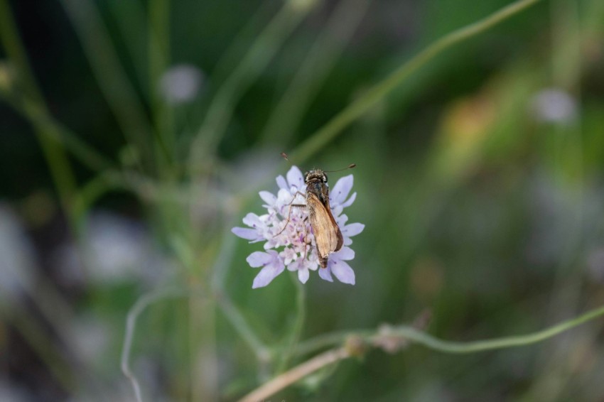 a bee sitting on top of a purple flower