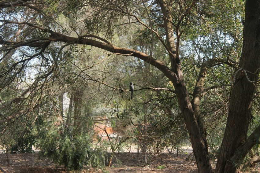 a picture of some trees in the middle of a field