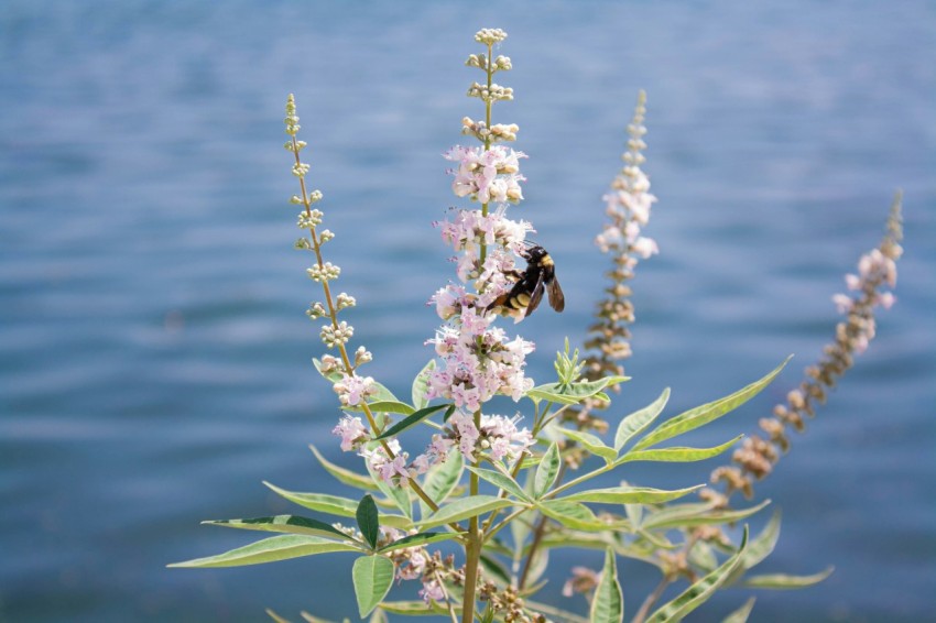 a bee sitting on a flower next to a body of water