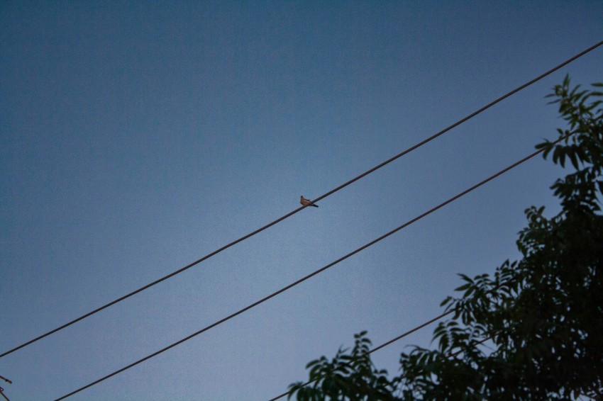 a bird sitting on top of a power line GH22T