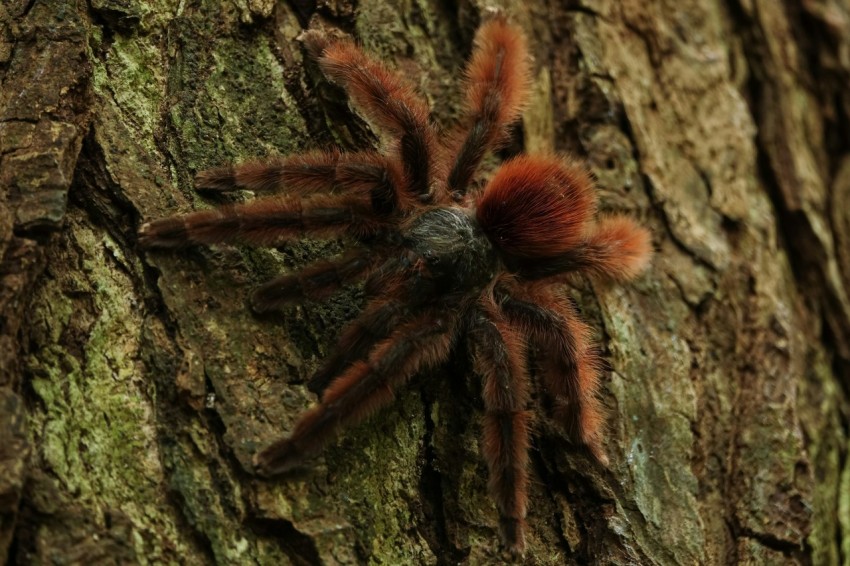 a red spider crawling on the bark of a tree