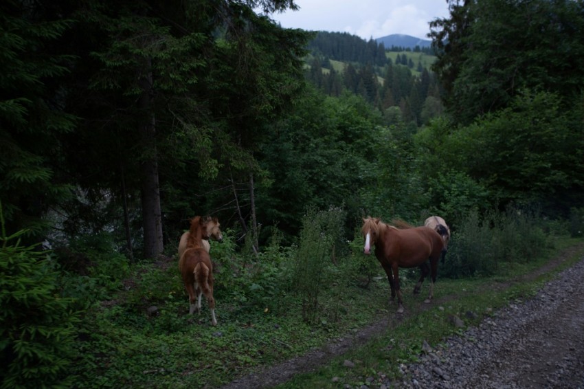 a couple of horses standing on the side of a road