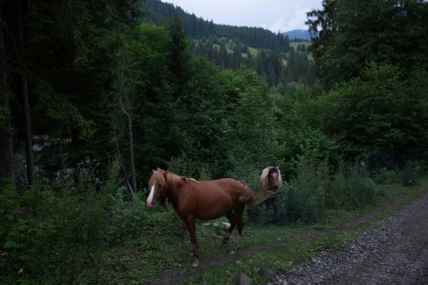 a horse standing on the side of a dirt road