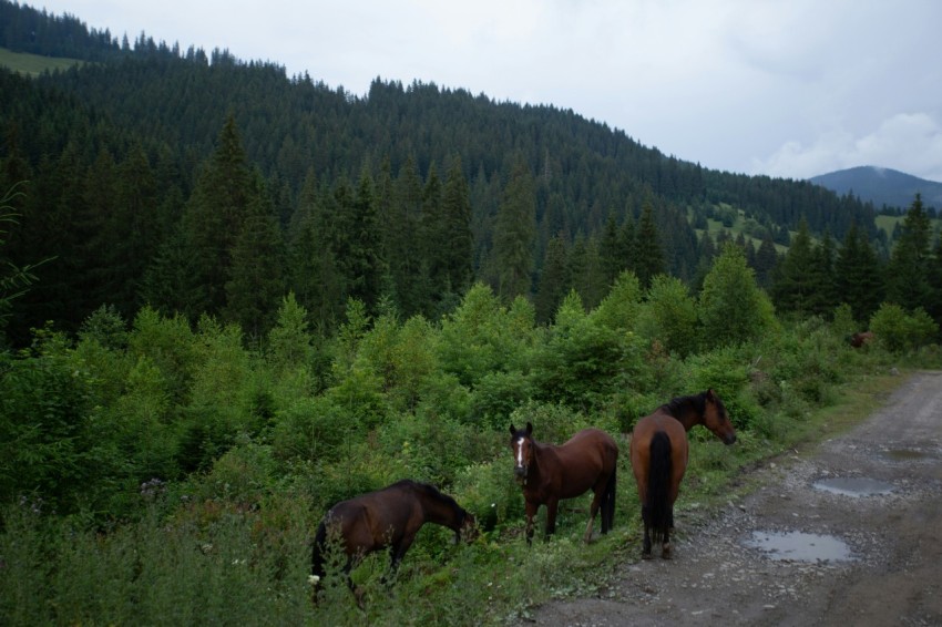 a group of horses standing on the side of a road