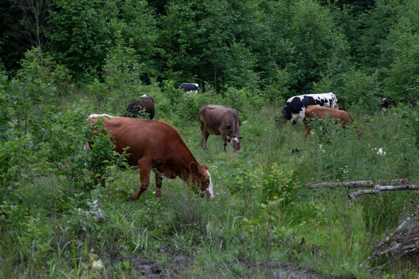 a herd of cattle grazing on a lush green field