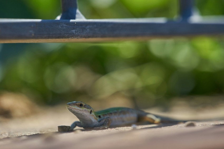 a small lizard sitting on the ground under a bench pOK5H