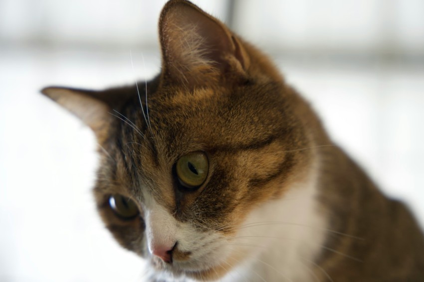 a close up of a cat with a blurry background