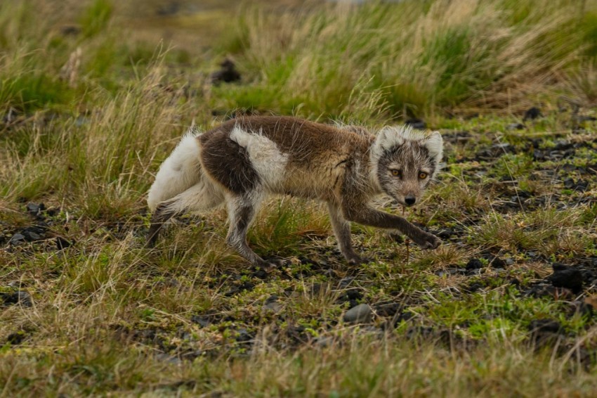 a brown and white dog walking across a grass covered field