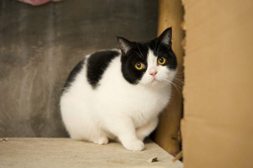 a black and white cat sitting in a cardboard box