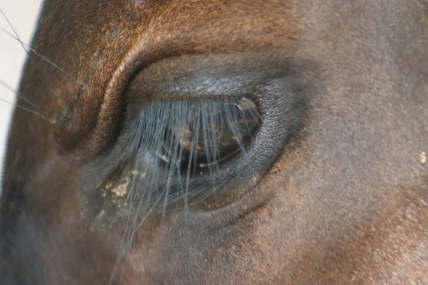 a close up of a brown horses eye