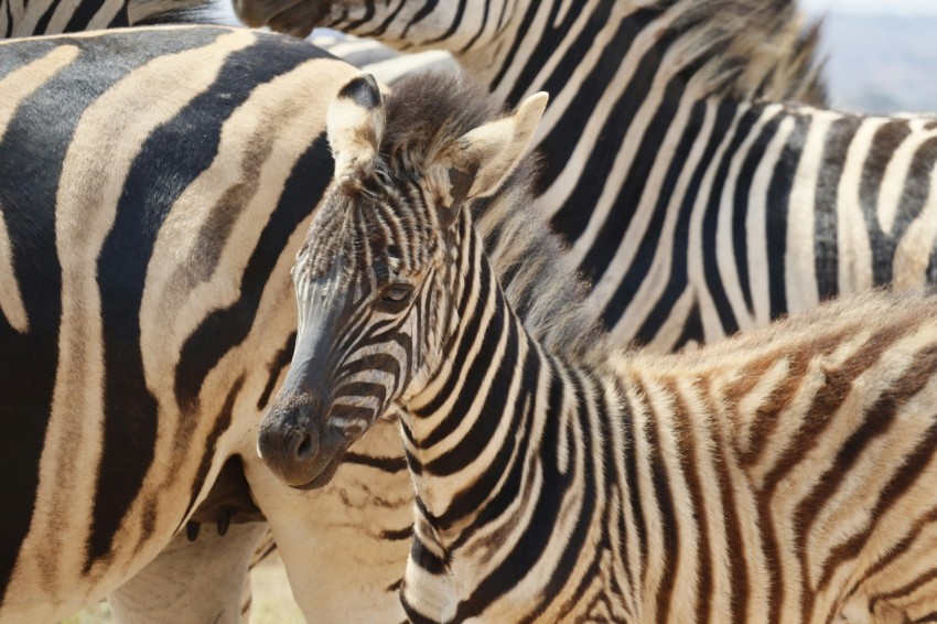 a herd of zebra standing next to each other DLa