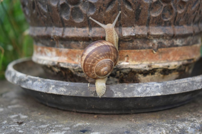 a close up of a snail on a pot