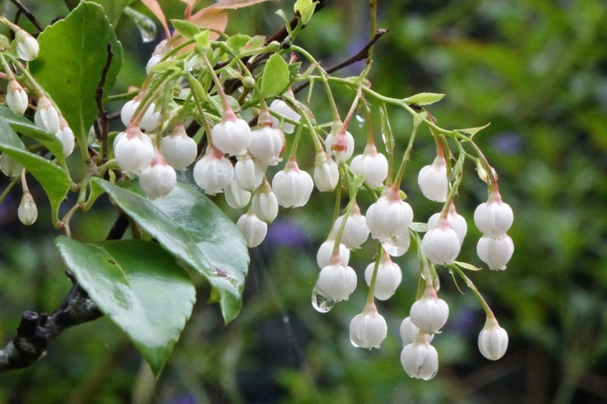 a bunch of white berries hanging from a tree