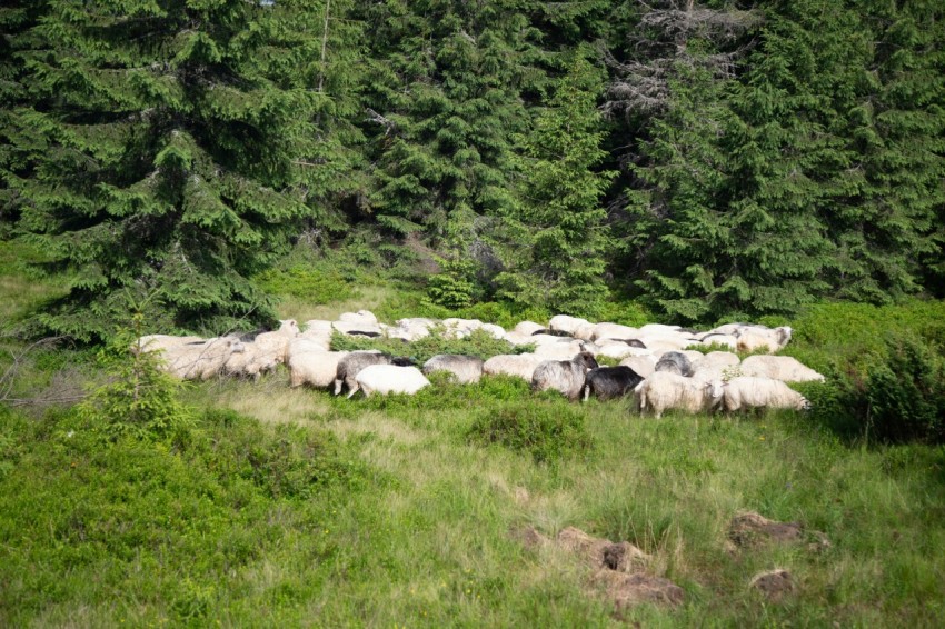 a herd of sheep standing on top of a lush green field