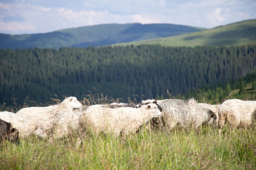 a herd of sheep standing on top of a lush green field